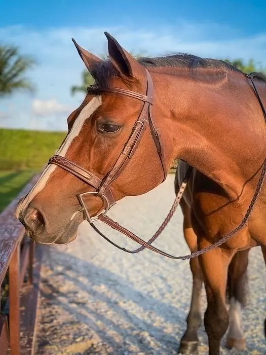 BEVAL HERITAGE BRIDLE