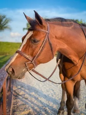 BEVAL HERITAGE BRIDLE